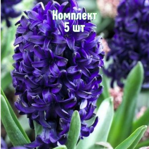 Комплект 5шт / Гиацинт Оушен Делайт