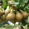 Комплект 5шт / Груша Дагестанская летняя