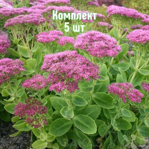 Комплект 5шт / Очиток (седум) видный Бриллиант