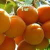 Комплект 5шт / Абрикос Сибиряк Байкалова