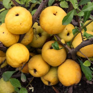 Саженец айвы Японской