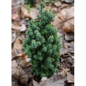 Сеянец кипарисовика Туевидный (до 20 см)