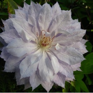 Саженец Клематиса Жакмана Альба (Jackmanii Alba)