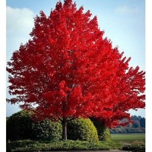 Саженец клёна Краснолистного (от 150 см)