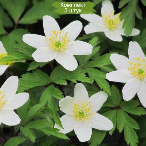 Луковицы анемоны Дубравной  -  комплект 5 шт.