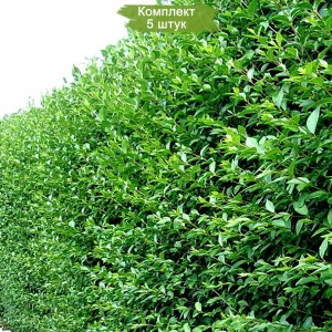 Саженцы бирючины Туполистной  -  комплект 5 шт.
