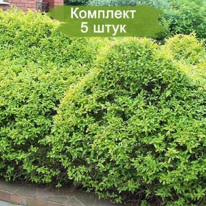 Саженцы бирючины Японской  -  комплект 5 шт.