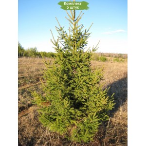 Саженцы Ели Европейской 40-60 см -  комплект 5 шт.