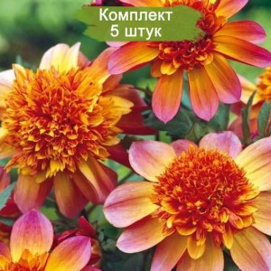 Клубни георгина Флоринор (анемоновидная) (Floorinoor) -  комплект 5 шт.