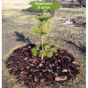 Саженцы кедра Ливанского 20-40 см -  комплект 5 шт.