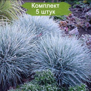 Саженцы овсяницы сизой Элайджа Блю (Elijah Blue) -  комплект 5 шт.