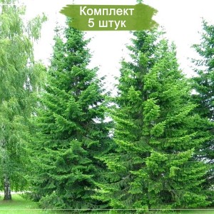 Сеянцы пихты Сибирской (15-25 см) -  комплект 5 шт.