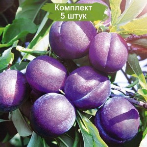 Саженцы поздней фиолетовой Сливы Аметист (Ametist) -  комплект 5 шт.