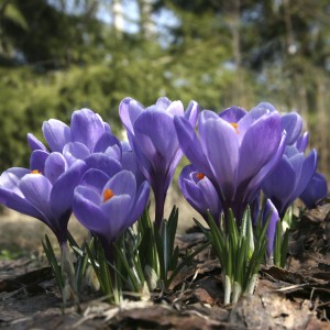 Луковица крокуса крупноцветкового Вангуард (Vanguard)