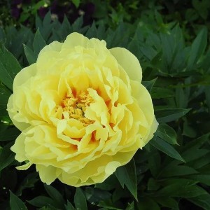 Саженец пиона древовидного Голден Ислес (Golden Isles)