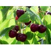 Вишня Краснодарская сладкая