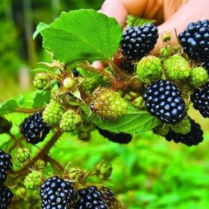 Саженец ежевики Небеса могут подождать (Heaven Can Wait)