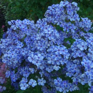 Саженец флокса Гжель